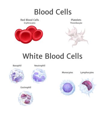 Kan dolaşımındaki kan hücreleri. Kırmızı hemoglobin ve beyaz kan hücreleri lenfosit basophil, nötrofil, eosinophil, monosit, kan plazma vektör çiziminde trombosit.