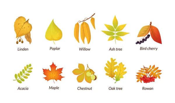色のついた孤立した秋の要素は葉 秋の10月の自然葉 オーク アスペン カラマツ カエデ ローワン アカシア アルダー リンデン — ストックベクタ
