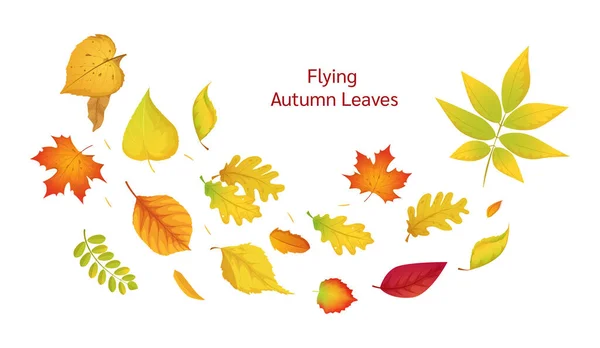 Состав Летящих Осенних Красочных Листьев Цветные Изолированные Красивые Осенние Элементы — стоковый вектор