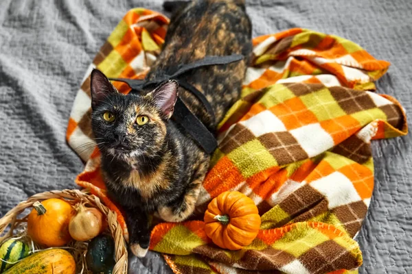 Cadılar Bayramı Kedisi Güzel Şakacı Kaplumbağa Kabuklu Kedi Yarasa Kanatlı — Stok fotoğraf