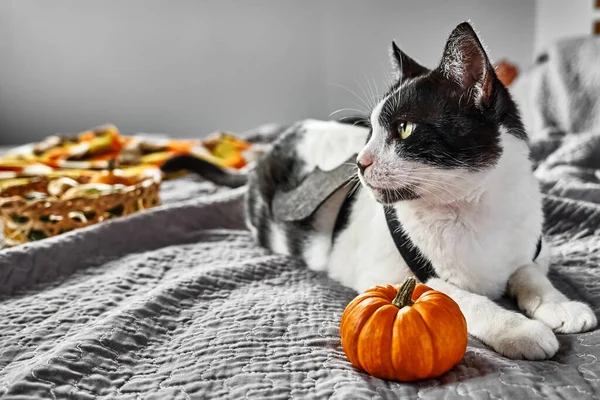 Halloweeni Macska Gyönyörű Játékos Fekete Fehér Macska Visel Ünnepi Ruha — Stock Fotó