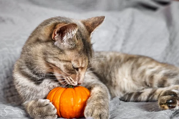 Halloween Katt Vacker Lekfull Tabby Katt Leker Med Pumpa Orange — Stockfoto