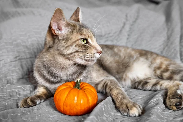 Halloween Kočka Krásná Hravá Tabby Kočka Hraje Dýní Oranžové Čtvercové — Stock fotografie