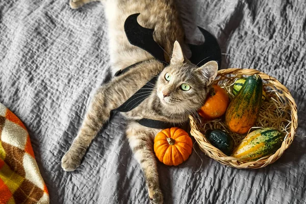 Halloween Katt Vacker Lekfull Tabby Katt Bär Festlig Klänning Fladdermus — Stockfoto