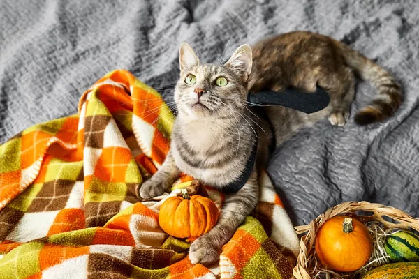 Halloween Katt Vacker Lekfull Tabby Katt Bär Festlig Klänning Fladdermus — Stockfoto