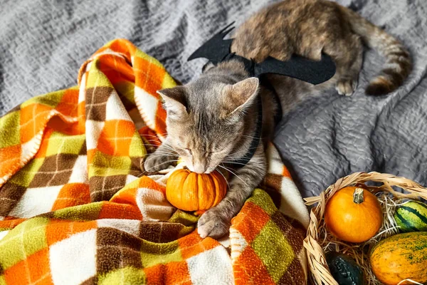 Halloween Katt Vacker Lekfull Tabby Katt Bär Festlig Klänning Fladdermus — Stockfoto