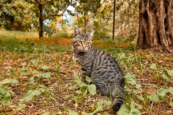 Leuke Tabby Kat Kleurrijke Herfsttuin Portret Van Een Prachtig Kitten — Stockfoto