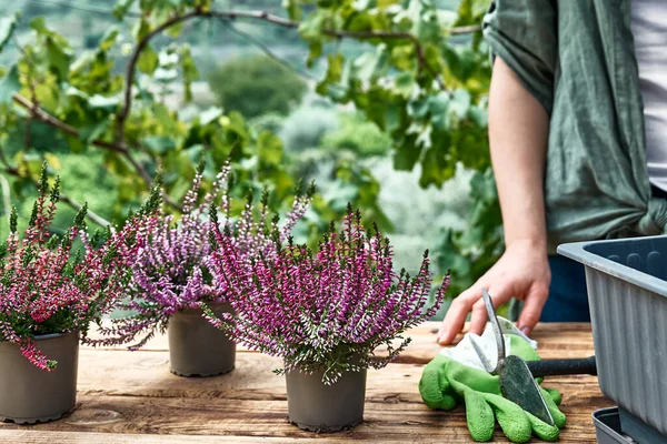 Calluna vulgaris, Heather, Heather ve Erica 'yı bahçedeki ahşap masada bir kaba eken kadın. Ev, bahçe ve mevsimlik sonbahar çiçekleriyle balkon dekorasyonu.