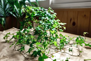 Yeşil sarmaşık dalları, el işi geri dönüşüm kağıdıyla masada Hedera sarmaşığı. Ev bitkisine tırmanma.