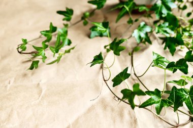 Yeşil sarmaşık dalları, masadaki Hedera sarmaşığı