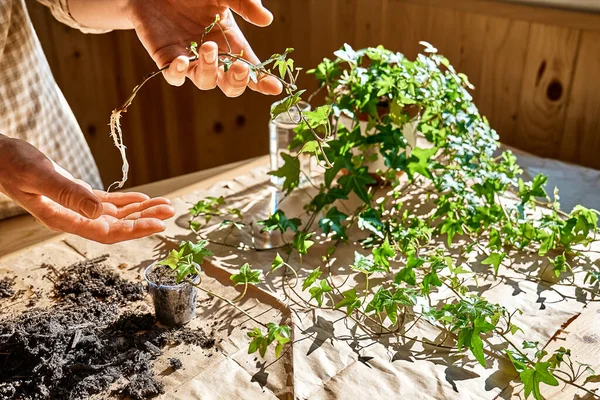 Woman Hands Holding Young Sprig Common Ivy Hedera Helix Rooted — Stock Photo, Image