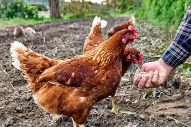 Çiftlikte tavukları elle besleyen bir adam. Evinde otlanıyor.