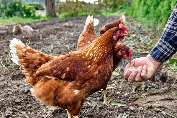 Çiftlikte tavukları elle besleyen bir adam. Evinde otlanıyor.
