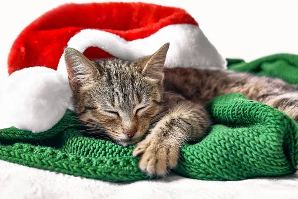 Roztomilá Kocour Vánoční Červenou Santa Klobouk Spí Zelené Vlněné Kostkované — Stock fotografie