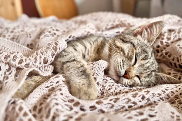 Χαριτωμένη Γάτα Που Κοιμάται Μπεζ Κουβέρτα Στο Κρεβάτι Αστείο Κατοικίδιο — Φωτογραφία Αρχείου