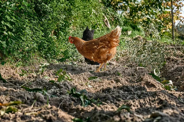 Poules Domestiques Pâturant Dans Une Ferme Avicole Traditionnelle Biologique Poule — Photo