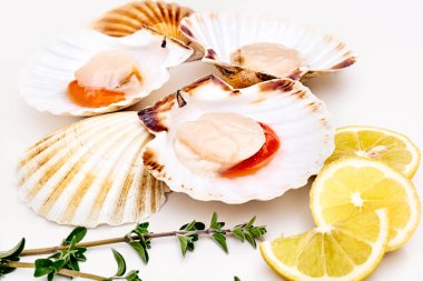 Kabuklu çiğ deniz tarakları, beyaz arka planda limon ve otlar. Akdeniz mahsulleri. Taze kabuklu deniz hayvanı. Operularis 'i çalıştır. Pecten Jacobaeus