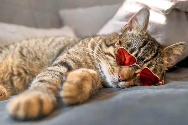 Roztomilá Legrační Kočka Růžovými Slunečními Brýlemi Tvaru Žáru Spící Gauči — Stock fotografie