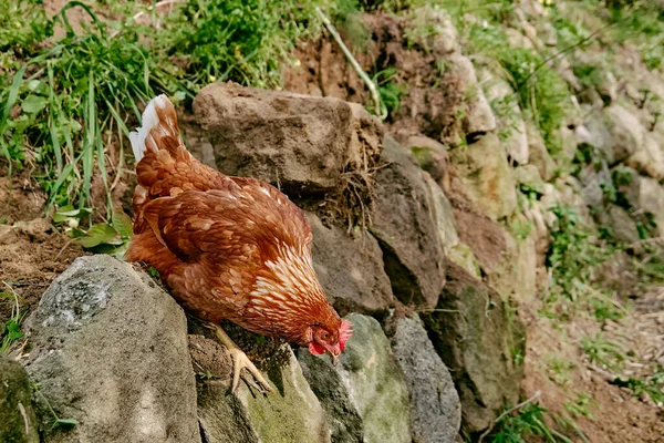 Poules Domestiques Pâturage Gratuit Dans Une Ferme Biologique Traditionnelle Volailles — Photo