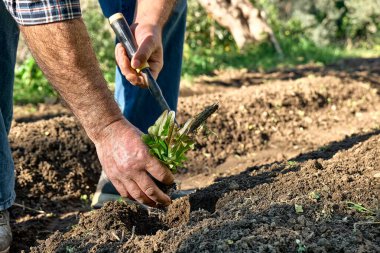 Yetişkin bir adamın elleri toprağa taze marul tohumu ekiyor. Bahçıvanlık yapılabilir. Bahçe işleri hobisi. Sağlıklı organik gıda konsepti.