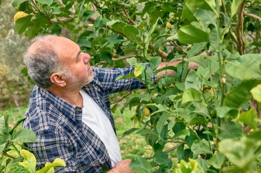 Mevsimlik ağaç budama. Olgun sakallı bahçıvan budama makası ile limon ağacı buduyor. Bahçeyle ilgileniyorum. Ağaç dalını kesiyorum. Bahar bahçıvanlığı.