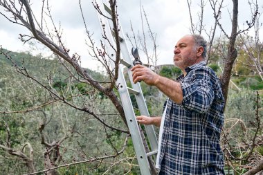 Mevsimlik ağaç budama. Olgun sakallı bahçıvan. 