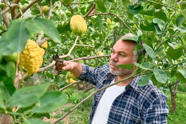 Mevsimlik ağaç budama. Olgun sakallı bahçıvan budama makası ile limon ağacı buduyor. Bahçeyle ilgileniyorum. Ağaç dalını kesiyorum. Bahar bahçıvanlığı.