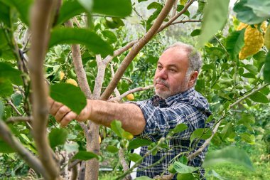 Mevsimlik ağaç budama. Olgun sakallı bahçıvan budama makası ile limon ağacı buduyor. Bahçeyle ilgileniyorum. Ağaç dalını kesiyorum. Bahar bahçıvanlığı.