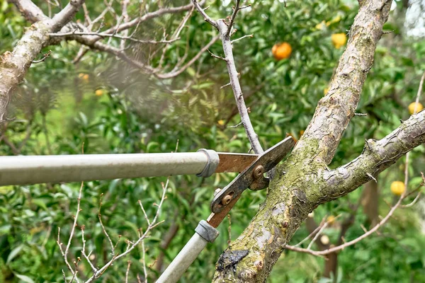 Saisonale Beschneidung Von Obstbäumen Mit Langen Scheren Obstgarten Pflege Des — Stockfoto