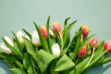 Yeşil pastel arka planda laleler. Kadınlar Günü 'nde, 8 Mart' ta, Anneler Günü 'nde, Paskalya' da, Düğün 'de ve diğer kutlamalarda kullanılacak en az sayıda çiçek konsepti. Bahar arkaplanı.