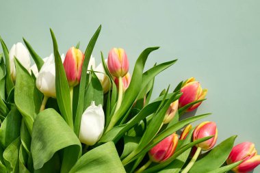 Yeşil pastel arka planda laleler. Kadınlar Günü 'nde, 8 Mart' ta, Anneler Günü 'nde, Paskalya' da, Düğün 'de ve diğer kutlamalarda kullanılacak en az sayıda çiçek konsepti. Bahar arkaplanı.