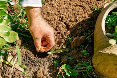 Bahçedeki toprağa çiçek soğanı eken bahçıvan. Sonbahar ya da bahar baharı bahçe işleri..