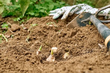 Çiçek bahçesindeki toprakta çiçek soğanları ve bahçe aletleri. Sonbahar ya da bahar baharı bahçe işleri..