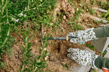 Bahçıvanın elleri bahçe eldivenleri takıyor çiçek bahçesindeki toprağa çiçek soğanı dikiyor. Sonbahar ya da bahar baharı bahçe işleri..
