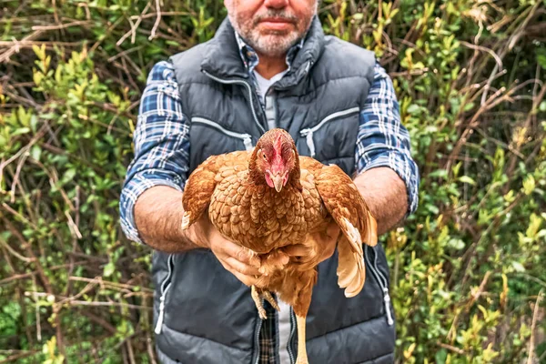 Hen in hands of man farmer. Free-grazing domestic hen on a traditional free range poultry organic farm.