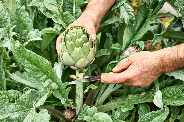 Bahar bahçesindeki enginar bitkisi. Bahçıvanın elleri olgun enginarları kesiyor. Mevsimsel sağlıklı beslenme. Organik bahçe işleri..