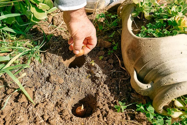Bahçedeki toprağa çiçek soğanı eken bahçıvan. Sonbahar ya da bahar baharı bahçe işleri..