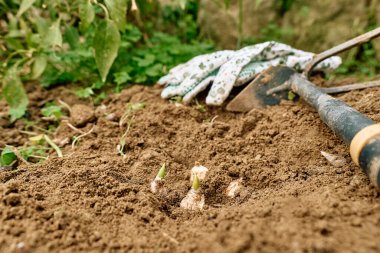Çiçek bahçesindeki toprakta çiçek soğanları ve bahçe aletleri. Sonbahar ya da bahar baharı bahçe işleri..