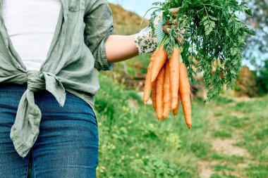 Olgunlaşmış doğal organik havuçlar çiftçinin elinde taze koparılmış. Köy tarım kavramlarını hasat et. Sağlıklı organik gıda, sebze, Keratin vitamini