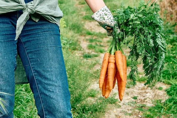 Olgunlaşmış doğal organik havuçlar çiftçinin elinde taze koparılmış. Köy tarım kavramlarını hasat et. Sağlıklı organik gıda, sebze, Keratin vitamini