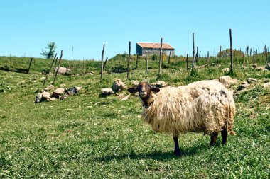 Cute sheep grazing on green meadows in the farm in mountains in Sicily, Italy.