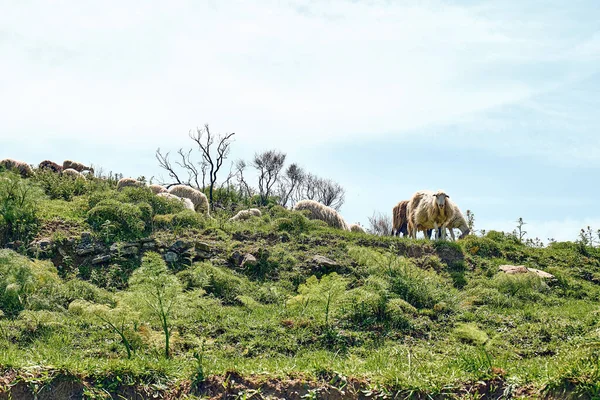 Flock Sheep Grazing Green Meadows Mountains Sicily Italy — Stock Photo, Image