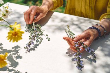 Alternative medicine. Collection and drying of herbs. Woman holding in her hands a bunch of sage flowers.Herbalist woman preparing fresh scented organic herbs for natural herbal methods of treatment.