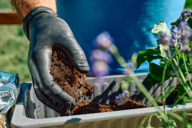 Evdeki bahçe işleri. Siyah eldivenli bir adamın elleri, sardunyaları güneşli balkona yeniden dikmek için saksıya toprak döküyor. Erkek bahçıvan boş vakti. Hobi.
