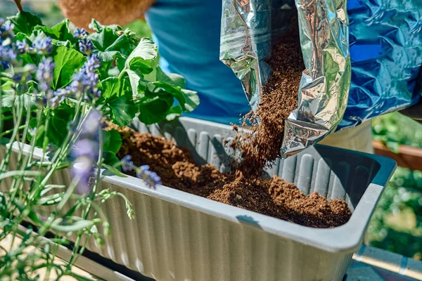 Activité Jardinage Maison Mains Homme Avec Des Gants Noirs Versant — Photo