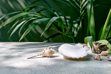 Beyaz deniz kabukları, derin yeşil yüzeyin önünde podyum olarak sergilenir. 