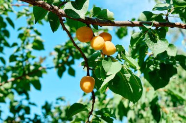Yaz günü bahçedeki bir ağaçta sallanan olgun kayısılarla dolu bir dal. Kayısı hasadı. Organik bahçe işleri..