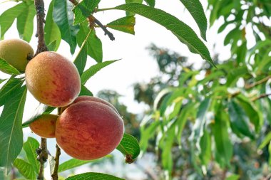 Bahçe bahçesindeki ağaçta sallanan olgun şeftalilerle dolu bir dal. Şeftali hasadı. Organik Akdeniz bahçıvanlığı.