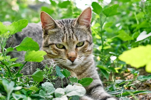 在绿草丛中的可爱灰蒙蒙的猫的近照 家养宠物家养动物动物主题 — 图库照片