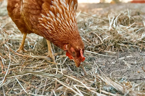 Free-grazing domestic hen in walk-in chicken run on a traditional free range poultry organic farm. Adult chickens walking on the soil in an enclosure.